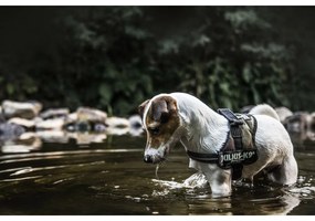 Λουρί Σκύλου Julius K9 Power L/XL 2