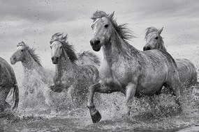 Αφίσα Pferde - Camargue Horses, (91.5 x 61 cm)