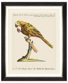 Κάδρο Parrots Of Brasil IV FA13214 40X50 MindTheGap Οριζόντιοι Wood