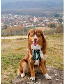 Λουρί Σκύλου Olympia XS