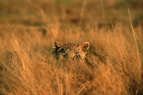 Φωτογραφία Leopard (Panthera pardus) hiding in grass, Africa, Martin Harvey