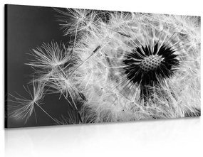 Εικόνα σπόρων πικραλίδας σε ασπρόμαυρο σχέδιο - 120x80