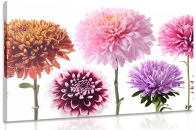 Εικόνα λουλούδια ντάλιας σε πολύχρωμο σχέδιο - 120x80