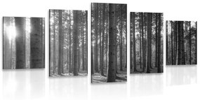 Εικόνα 5 μερών πρωί στο δάσος σε ασπρόμαυρο