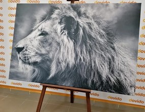 Εικόνα αφρικανικού λιονταριού σε ασπρόμαυρο - 60x40