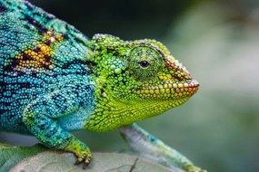 Φωτογραφία Rwenzori three-horned chameleon, Jonne Seijdel