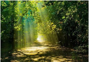 Αυτοκόλλητη φωτοταπετσαρία - Road in Sunlight - 245x175