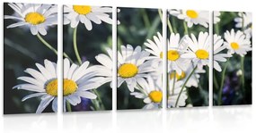 Εικόνες 5 μερών από μαργαρίτες στον κήπο - 100x50