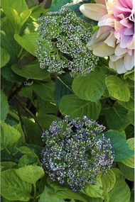 Κλαδί Άλλιον ArteLibre Τεχνητό Πράσινο/Βιολετί 12x72cm