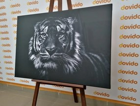 Εικόνα τίγρη σε ασπρόμαυρο - 90x60
