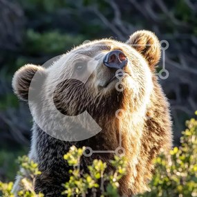 Intra Συλλεκτικό Ξύλινο Παζλ Plywood 4mm - Αρκούδα Grizzly σε φυσικό βιότοπο Σε Ξύλινο Κουτί - Διαστάσεις: 10x10 cm – 25 κομμάτια