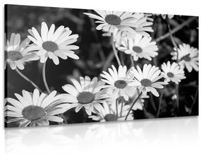 Εικόνα μαργαριτών στον κήπο σε ασπρόμαυρο - 120x80