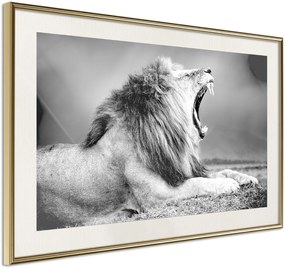 Αφίσα - Yawning Lion - 30x20 - Χρυσό - Με πασπαρτού