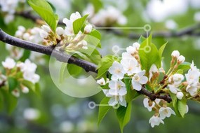 Intra Συλλεκτικό Ξύλινο Παζλ Plywood  4mm - Κλαδί δέντρου με λευκά λουλούδια και πράσινα φύλλα Σε Ξύλινο Κουτί - Διαστάσεις: 10x10 cm – 25 κομμάτια