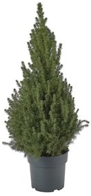 PICEA GLAUCA CONICA φυτό σε γλάστρα/Έλατο, 23 cm 205.878.44