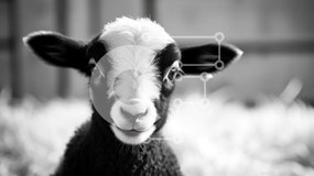 Σετ των 2 Intra Συλλεκτικό Ξύλινο Παζλ Plywood  4mm - Περίεργα πρόβατα στο χορτάρι Σε Ξύλινο Κουτί - Διαστάσεις: 10x10 cm – 25 κομμάτια