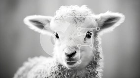 Intra Συλλεκτικό Ξύλινο Παζλ Plywood 4mm - Αξιολάτρευτο Baby Lamb Close-up Σε Ξύλινο Κουτί - Διαστάσεις: 10x10 cm – 25 κομμάτια
