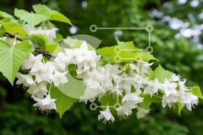 Intra Συλλεκτικό Ξύλινο Παζλ Plywood 4mm - Κλαδί δέντρου με λευκά λουλούδια και πράσινα φύλλα Σε Ξύλινο Κουτί - Διαστάσεις: 10x10 cm – 25 κομμάτια