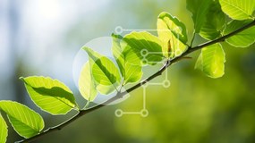 Intra Συλλεκτικό Ξύλινο Παζλ Plywood  4mm - Κοντινό πλάνο των πράσινων φύλλων σε ένα κλαδί Σε Ξύλινο Κουτί - Διαστάσεις: 10x10 cm – 25 κομμάτια