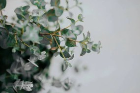 Φωτογραφία potted eucalyptus gunni at home with copyspace, Carol Yepes