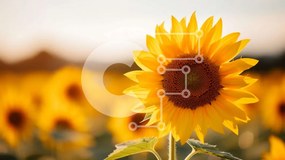 Intra Συλλεκτικό Ξύλινο Παζλ Plywood 4mm - Όμορφος ηλίανθος σε ένα ανοιχτό χωράφι Σε Ξύλινο Κουτί - Διαστάσεις: 10x10 cm – 25 κομμάτια