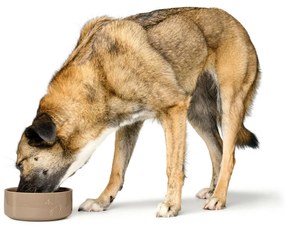 Ταΐστρα σκύλων Hunter OSBY Μπεζ Κεραμικά 350 ml