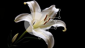 Intra Συλλεκτικό Ξύλινο Παζλ Plywood 4mm - Κομψό λευκό λουλούδι κρίνων σε μαύρο φόντο Σε Ξύλινο Κουτί - Διαστάσεις: 10x10 cm – 25 κομμάτια