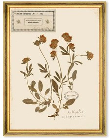 Κάδρο Herbarium Alpinium V FA13459 35x50cm Multi MindTheGap Κάθετοι Ξύλο,Γυαλί