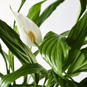 SPATHIPHYLLUM φυτό σε γλάστρα, κρίνος 601.449.01