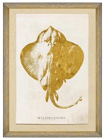 Κάδρο Caribbean Sea Life - Myliobatoidei FA13182 50X70 MindTheGap Κάθετοι Wood