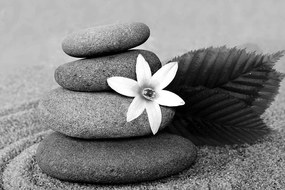 Εικόνα λουλουδιού και πέτρες στην άμμο σε μαύρο & άσπρο - 90x60