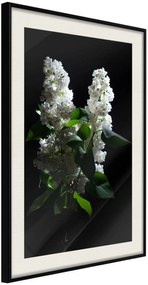 Αφίσα - White Lilac - 20x30 - Μαύρο - Με πασπαρτού