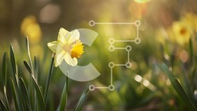 Intra Συλλεκτικό Ξύλινο Παζλ Plywood 4mm - Μονό κίτρινο λουλούδι σε ένα χωράφι με πράσινο γρασίδι Σε Ξύλινο Κουτί - Διαστάσεις: 10x10 cm – 25 κομμάτια