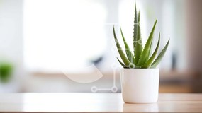 Intra Συλλεκτικό Ξύλινο Παζλ Plywood  4mm - Φυτό Aloe Vera σε λευκό βάζο στο τραπέζι Σε Ξύλινο Κουτί - Διαστάσεις: 10x10 cm – 25 κομμάτια