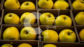 Σετ των 2 Intra Συλλεκτικό Ξύλινο Παζλ Plywood  4mm - Εμφάνιση κίτρινων μήλων σε χάρτινα κουτιά Σε Ξύλινο Κουτί - Διαστάσεις: 10x10 cm – 25 κομμάτια