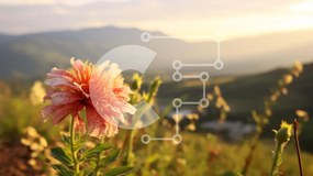 Intra Συλλεκτικό Ξύλινο Παζλ Plywood 4mm - Μονό ροζ λουλούδι στο Λιβάδι με τα βουνά Σε Ξύλινο Κουτί - Διαστάσεις: 10x10 cm – 25 κομμάτια