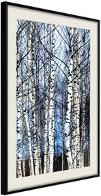 Αφίσα - Winter Birch Trees - 30x45 - Μαύρο - Με πασπαρτού