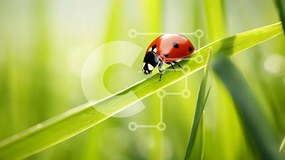 Intra Συλλεκτικό Ξύλινο Παζλ Plywood 4mm - Πασχαλίτσα σε μια λεπίδα από γρασίδι Σε Ξύλινο Κουτί - Διαστάσεις: 10x10 cm – 25 κομμάτια