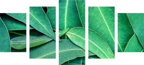 5 μέρη εικόνα φύλλα ευκαλύπτου - 100x50