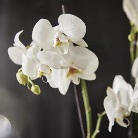 PHALAENOPSIS Φυτό, Ορχιδέα 2 βλαστοί 103.033.65