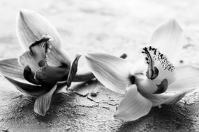 Εικόνα δύο λουλουδιών ορχιδέας σε μαύρο & άσπρο - 90x60