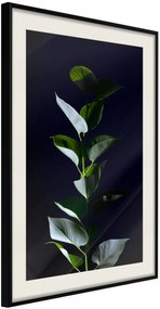 Αφίσα - Floral Elegance - 40x60 - Μαύρο - Με πασπαρτού