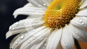 Intra Συλλεκτικό Ξύλινο Παζλ Plywood  4mm - Λευκή και κίτρινη μαργαρίτα με σταγονίδια νερού Σε Ξύλινο Κουτί - Διαστάσεις: 10x10 cm – 25 κομμάτια