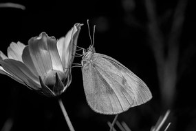 Εικόνα μιας πεταλούδας σε ένα λουλούδι σε μαύρο & άσπρο - 90x60