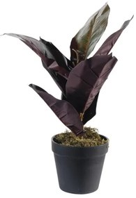 Τεχνητό Φυτό Φίκος Elastica Ruby 36 εκ. 4670-6 Supergreens-4670-6-Πράσινο 4670-6
