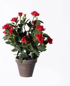 Supergreens Τεχνητό Φυτό Τριανταφυλλιά Κόκκινο 33 εκ.