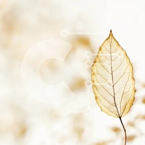 Intra Συλλεκτικό Ξύλινο Παζλ Plywood 4mm - Μονό καφέ φύλλο που επιπλέει στον αέρα Σε Ξύλινο Κουτί - Διαστάσεις: 10x10 cm – 25 κομμάτια