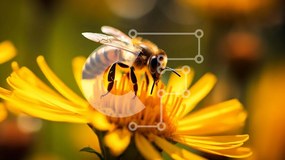 Intra Συλλεκτικό Ξύλινο Παζλ Plywood 4mm - Κίτρινο λουλούδι μελισσών που επικονιάζει Σε Ξύλινο Κουτί - Διαστάσεις: 10x10 cm – 25 κομμάτια