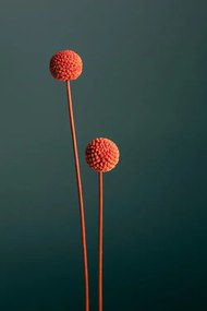 Φωτογραφία Orange Seed Capsules, Studio Collection