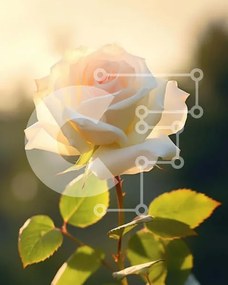 Intra Συλλεκτικό Ξύλινο Παζλ Plywood 4mm - Μονό λευκό τριαντάφυλλο που ανθίζει στο ηλιοβασίλεμα Σε Ξύλινο Κουτί - Διαστάσεις: 10x10 cm – 25 κομμάτια